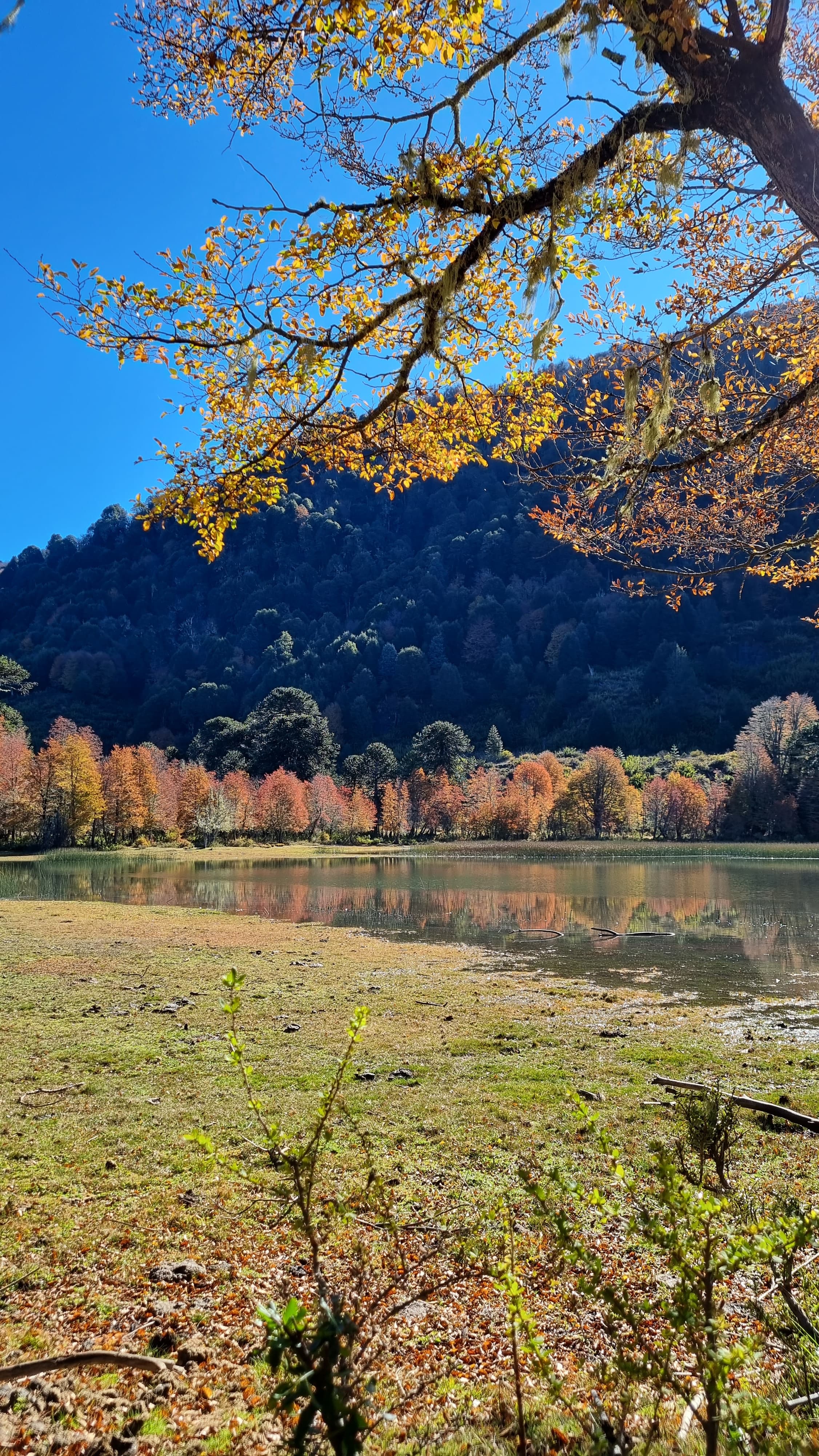 Meditación en naturaleza